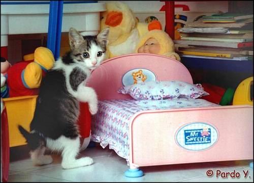 cat_nap.jpg