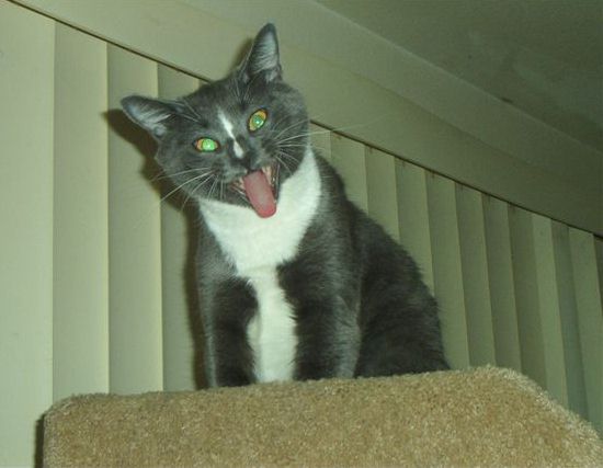 cat_wazzup.jpg