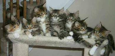 cats.jpg